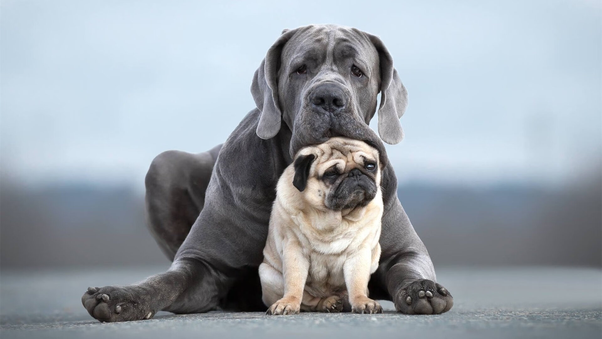 高光之夜，马来西亚队双线奏凯，黄鸭组合火力全开献制胜一击