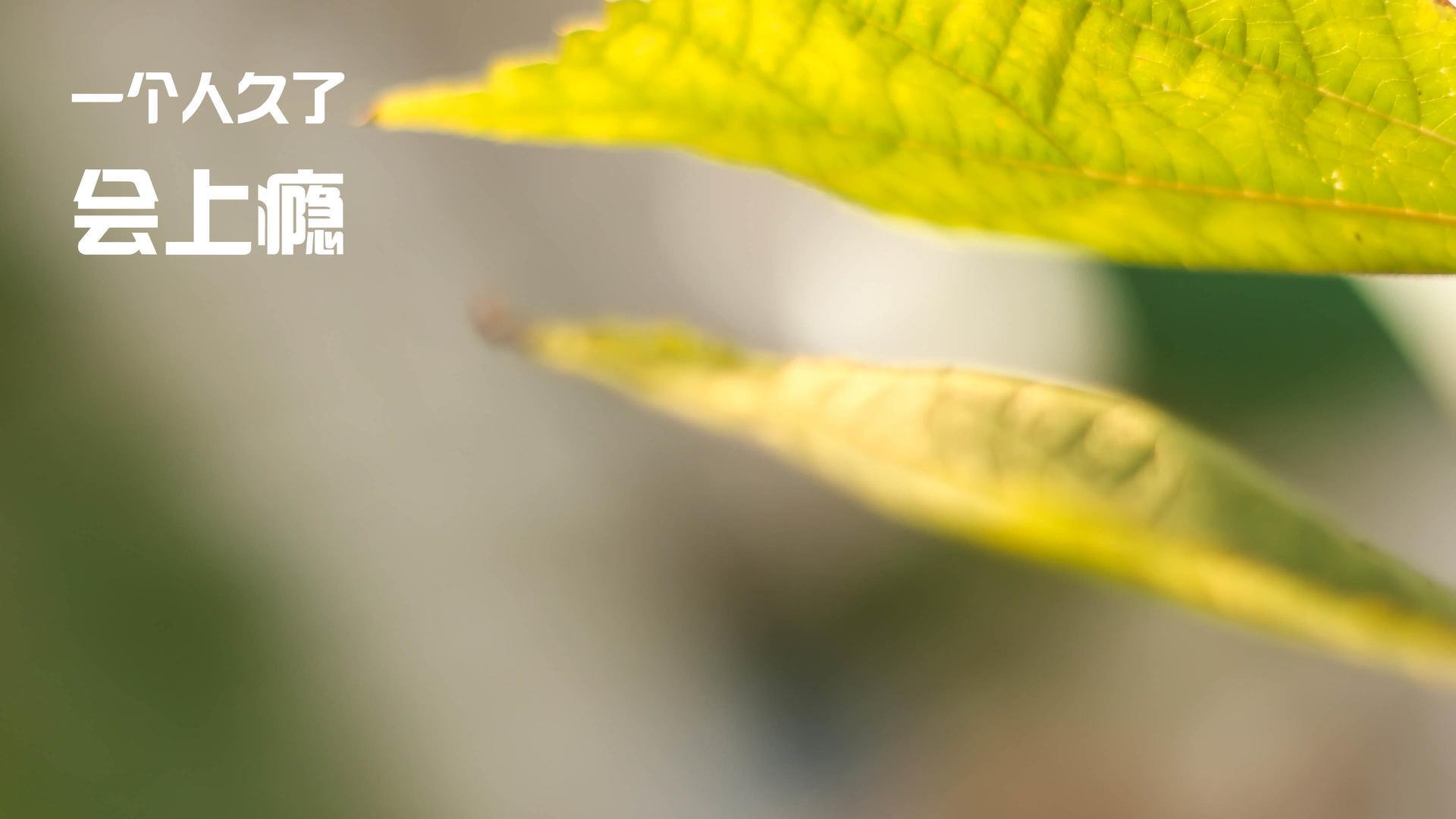 高光之夜，马来西亚队双线奏凯，黄鸭组合火力全开献制胜一击