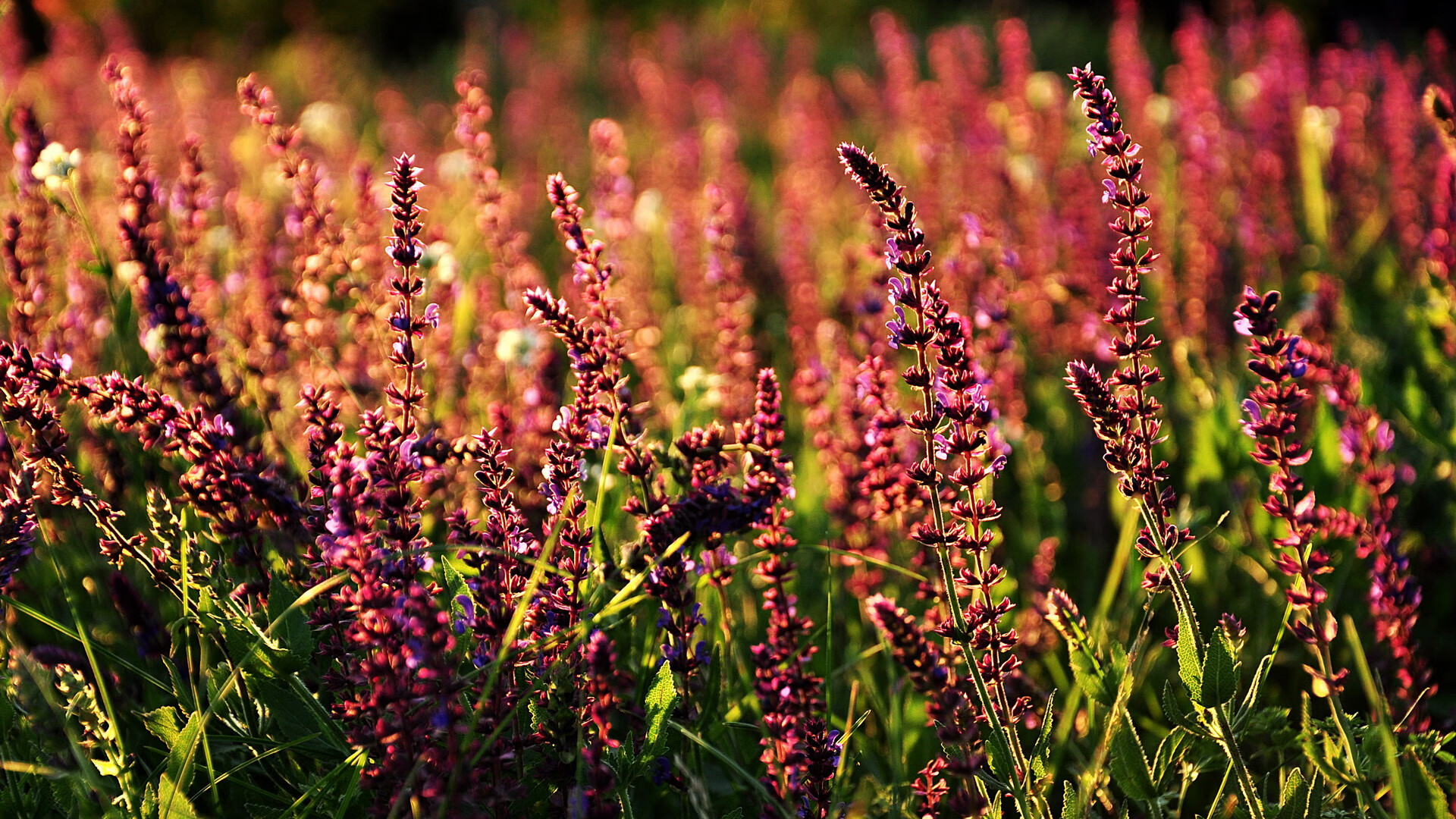 战术碾压与巨星闪耀，解析德国队如何以整体足球击溃葡萄牙，及波尔现象级表现的背后密码