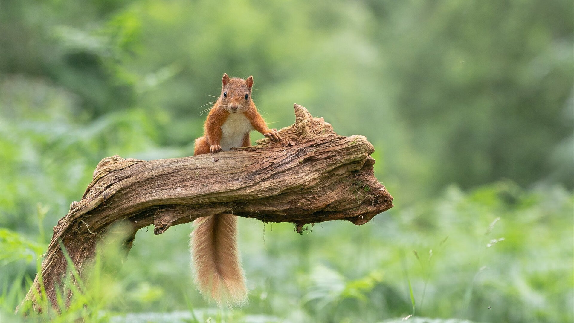 法兰西风暴，卡马文加一己之力征服大都会球场，高卢元素全面压制马竞