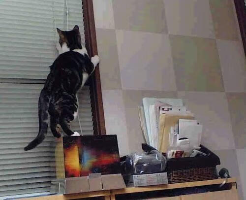 独行侠完胜雷霆背后,我们正在见证一场戈贝尔式防守的华丽复辟