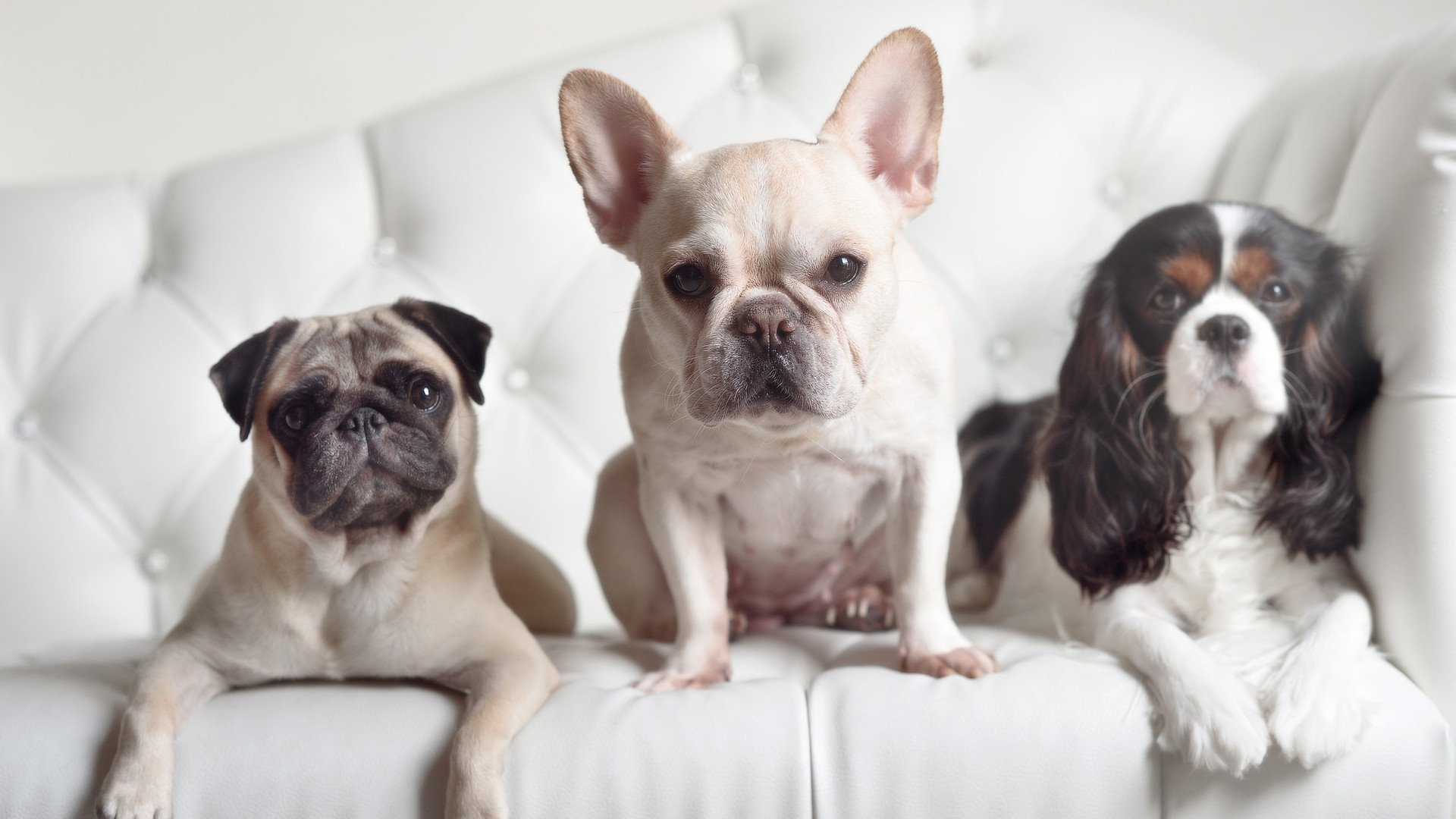 戈贝尔筑墙内线无解,国王火力全开强势锁定季后赛