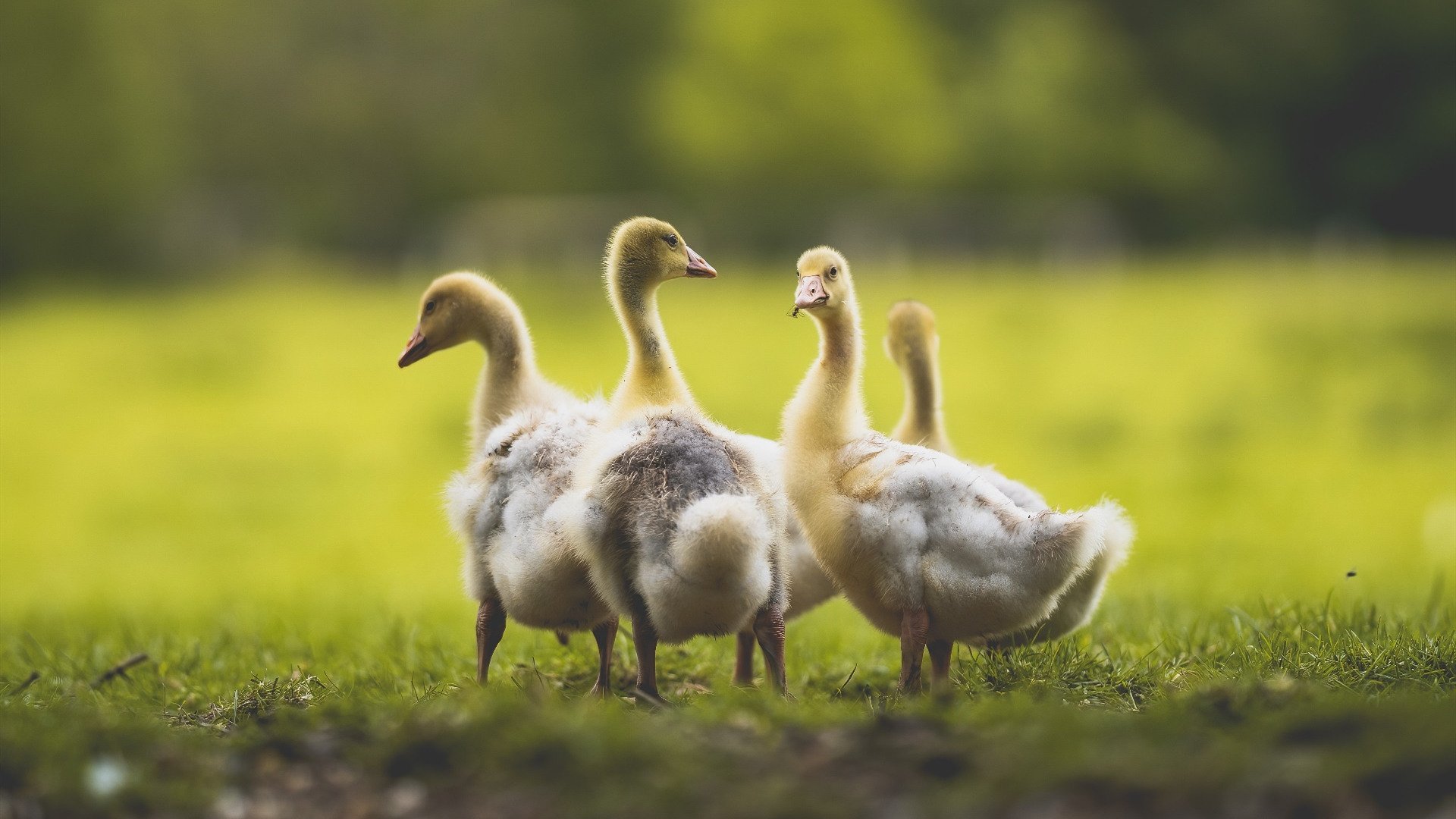 死神镰刀出鞘时,乔治最后八分钟的审判日
