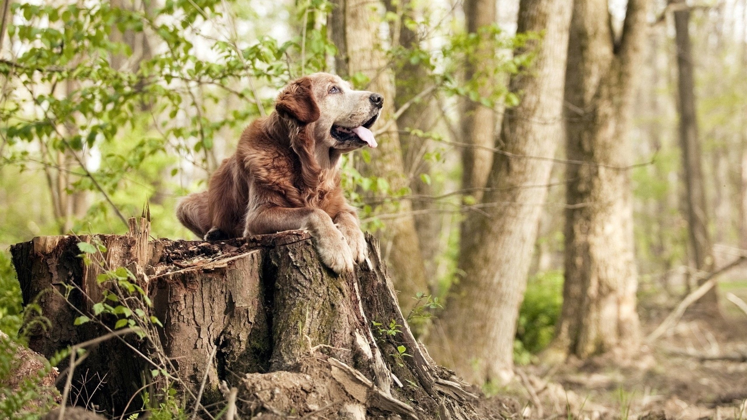 当塞维利亚奏响塞维利亚,贝林厄姆在皮斯胡安球场指挥荷兰交响乐