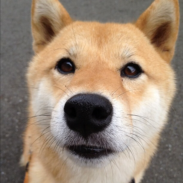 当塞维利亚奏响塞维利亚,贝林厄姆在皮斯胡安球场指挥荷兰交响乐