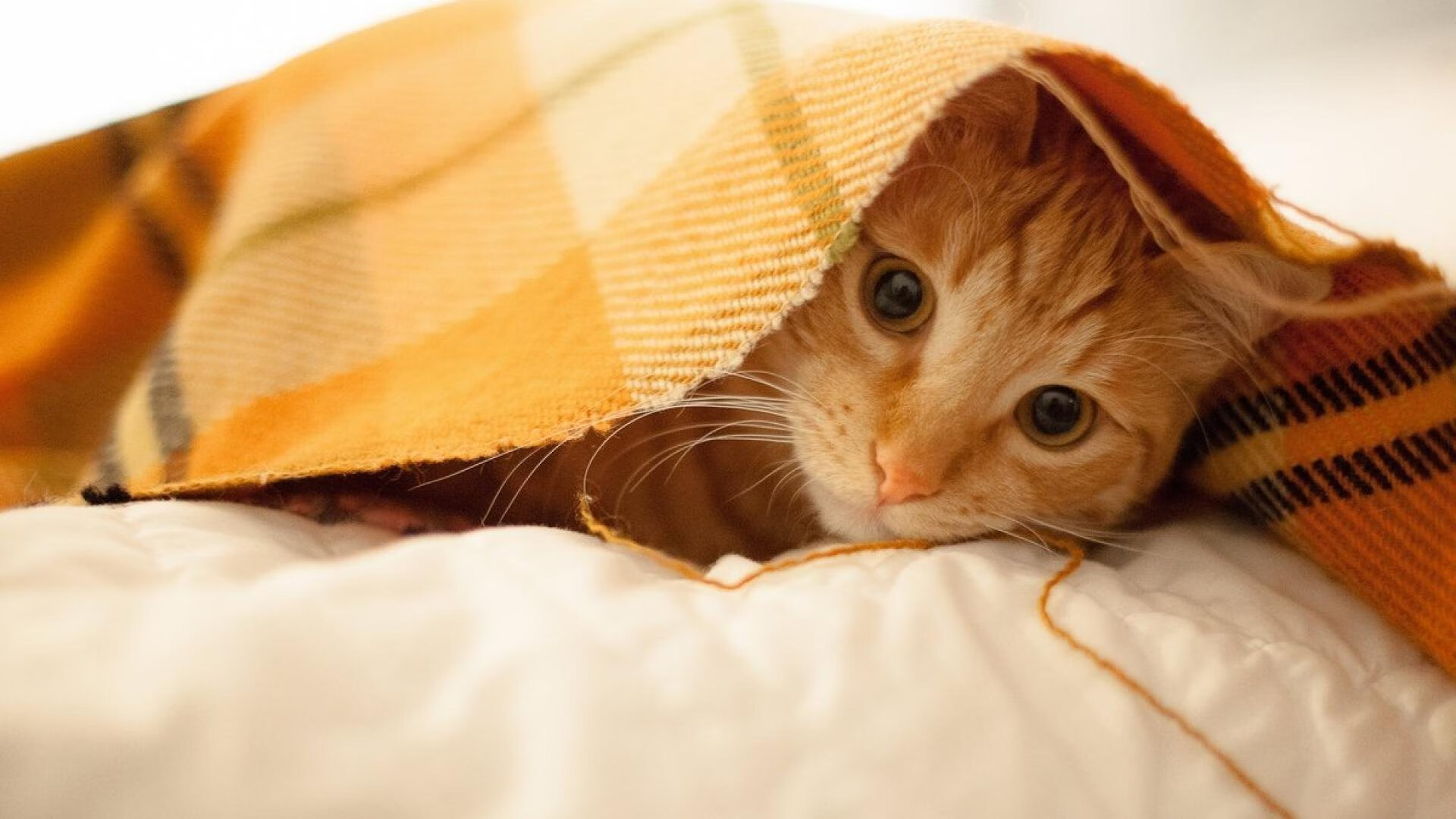 复现之夜，当拉文的连续得分成为世界排名争夺战的唯一剧本