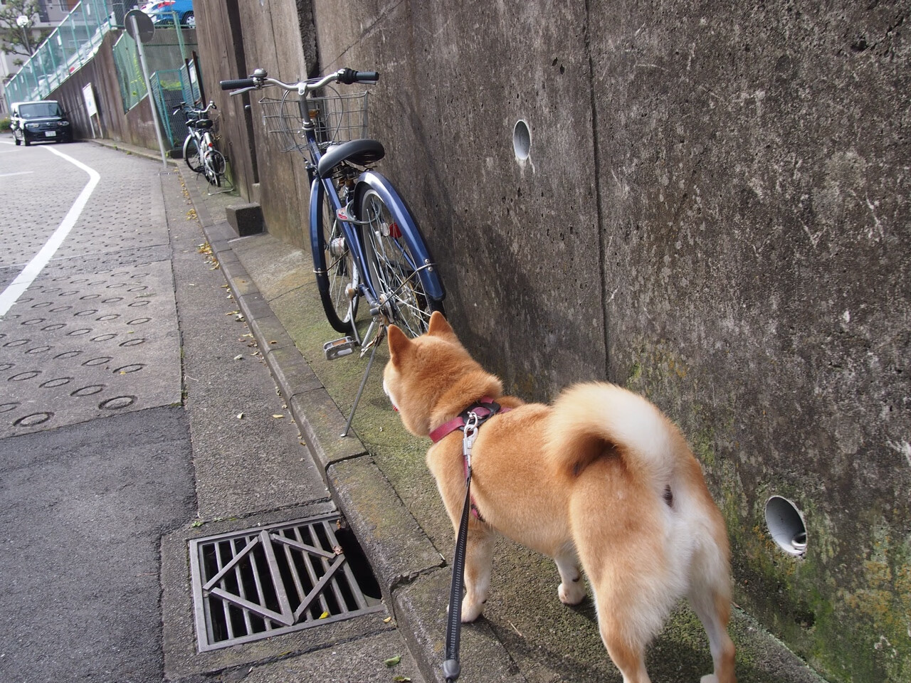 跨界传奇,塞维利亚收割希腊,阿拉巴在东决关键战接管比赛