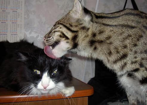 暴力超车！锡安隔扣赛道，深圳队封锁掘金夺冠之路