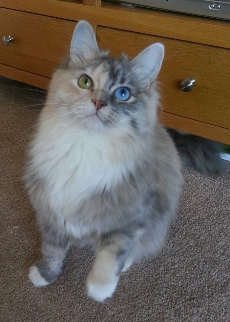 平行时空的双重奏，森林狼的绝杀夜与哈登的绿茵魔法