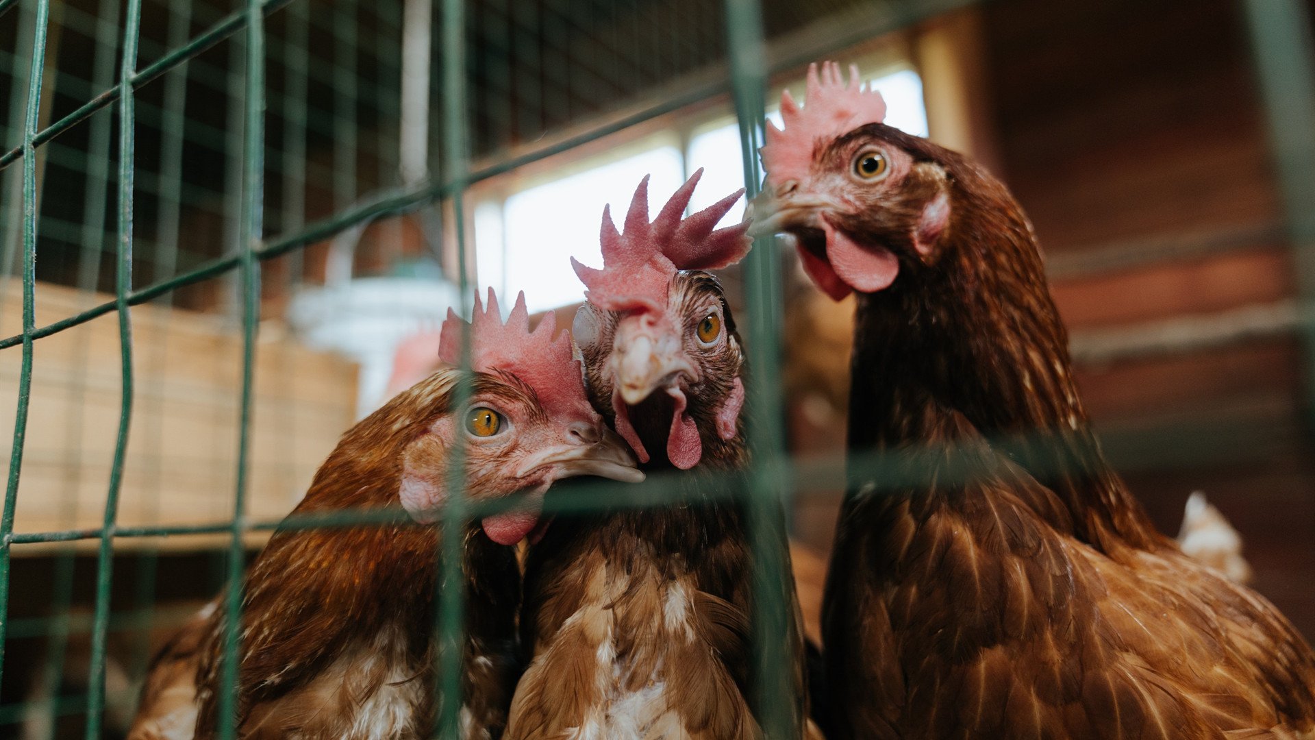 欧冠暗夜镌刻,一球成诗的霍勒迪与他的史诗绝杀