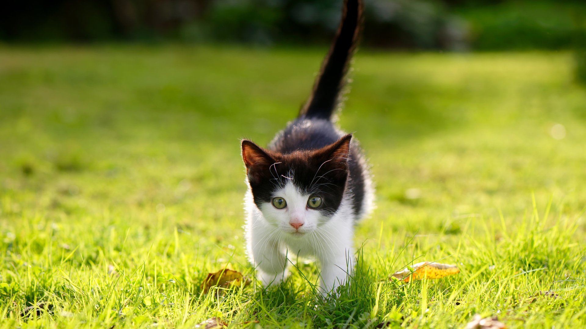 欧冠暗夜镌刻,一球成诗的霍勒迪与他的史诗绝杀