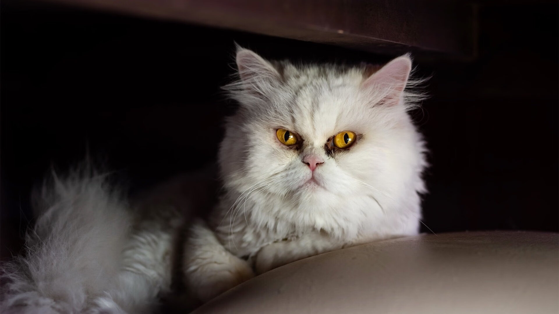 冰与火之歌，弗拉霍维奇的个人英雄主义与加拿大足球的战术纪律