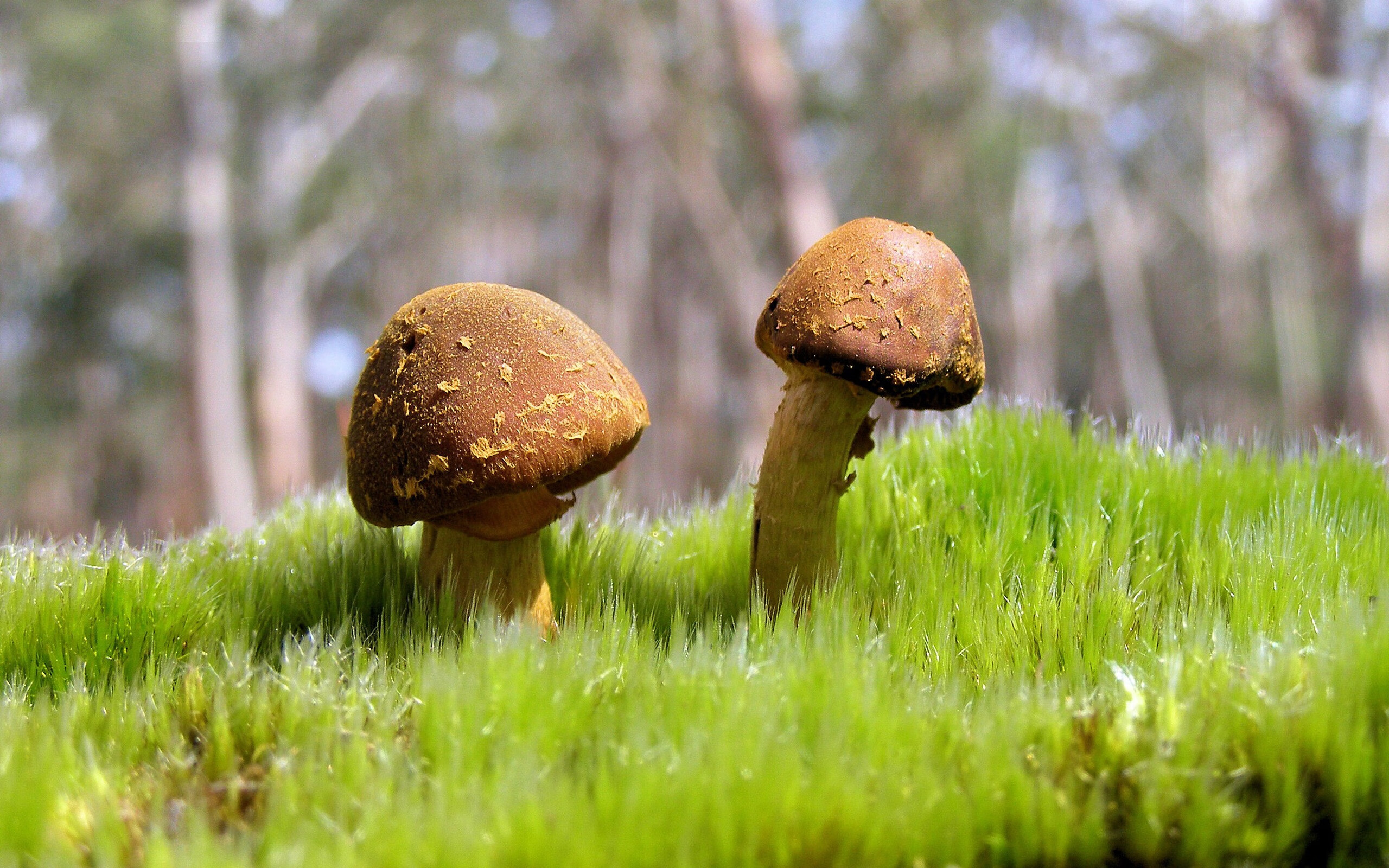 绝杀风暴,猛龙打穿开拓者,新王杰伦·格林逆袭诞生记