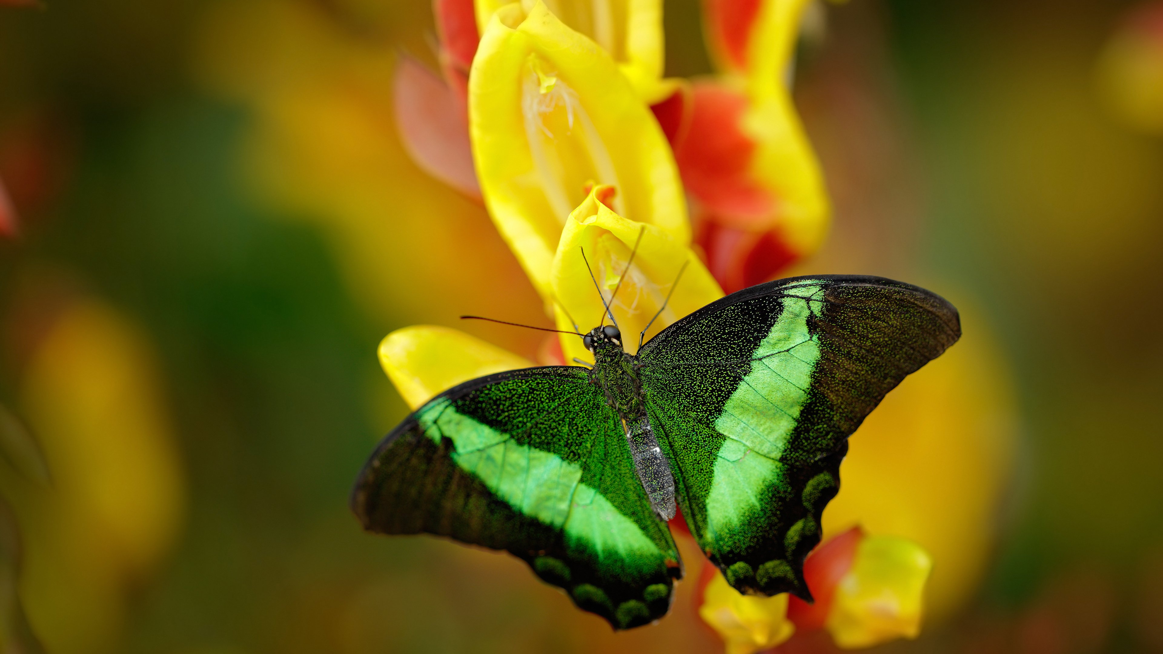 双重身份，从NBA到欧冠，范弗利特的篮球人格分裂之夜