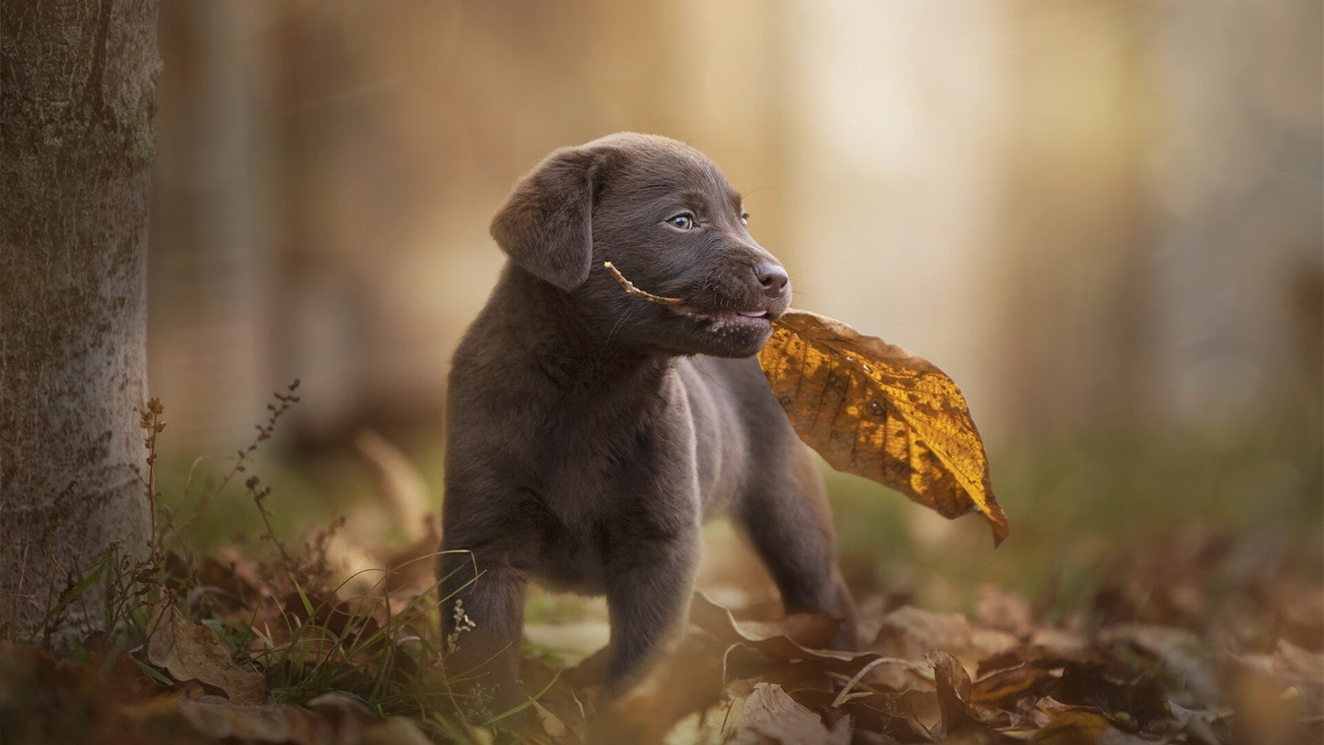 德甲争冠焦点战,喀麦隆锋霸强压西班牙核心,拜仁奠定夺冠基础