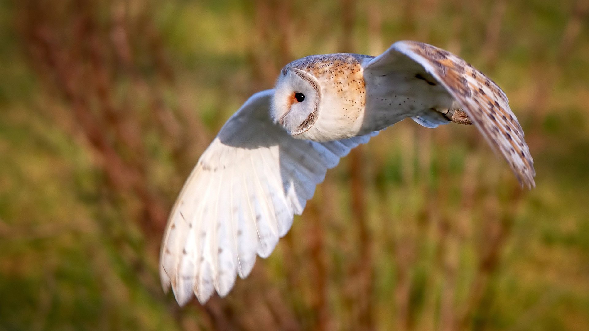 被忽视的支点，乌克兰如何成为打穿中国战略的最后堡垒与伊萨克的关键棋局