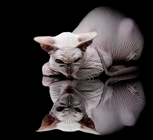 星辰与海浪的对话，杰伦·格林47分史诗夜，雄鹿收割开拓者启示录