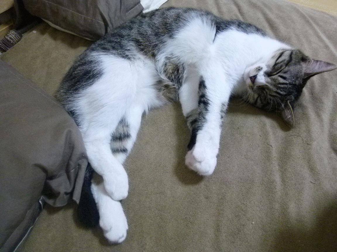 当皇马巴萨在伯纳乌对决，虚拟赛场炸出了班凯罗的60分三双