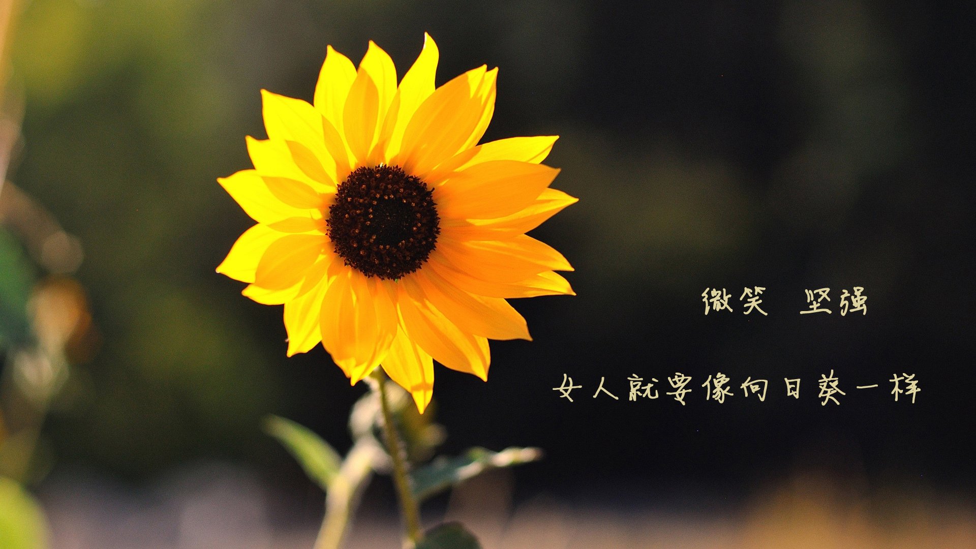 他用沉默筑墙,当福克斯的防守成为广厦最致命的无声武器