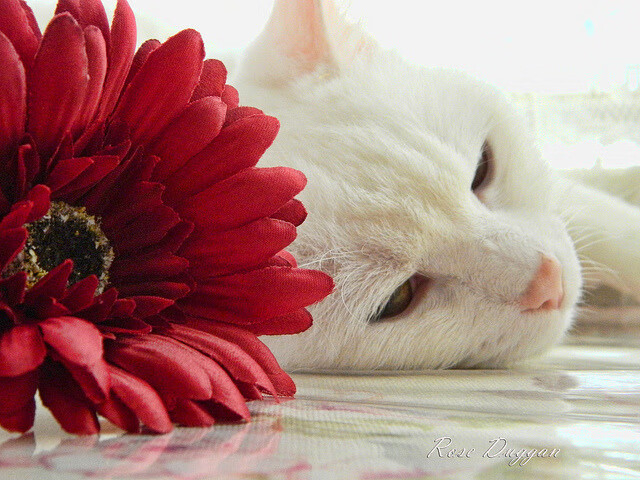 数据误读的真相,当牙买加与威尔士遭遇巴西的胜负手