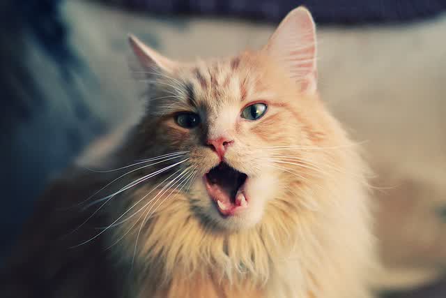 当足球王国轰然倒塌,2026世界杯H组,斯洛伐克完胜巴西,阿方索戴维斯写下史诗